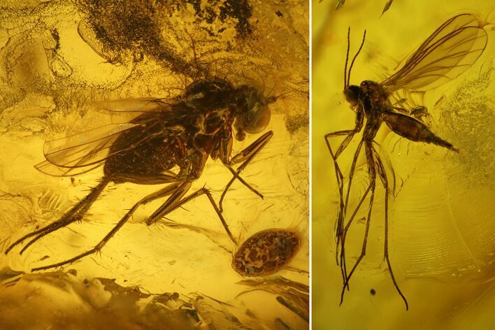 Two Fossil Flies (Diptera) In Baltic Amber #139083